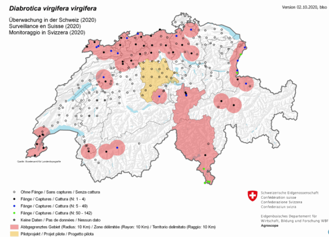 Diabrotica virgifera virgifera - berwachung in der Schweiz 2020