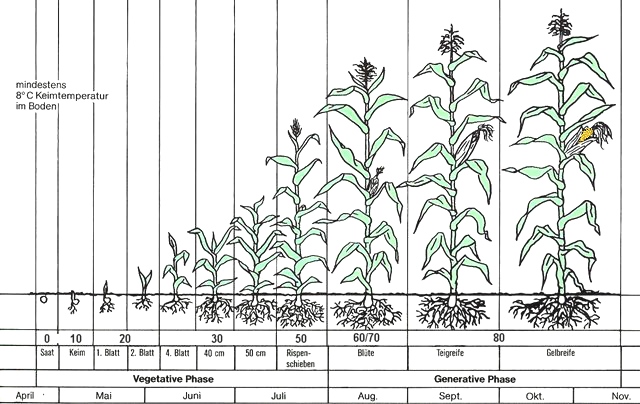 Entwicklungsverlauf Maispflanze