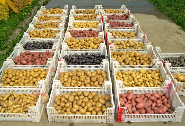 Kartoffelknollen  bunt und vielfltig in ihrer Form (Foto: JKI)