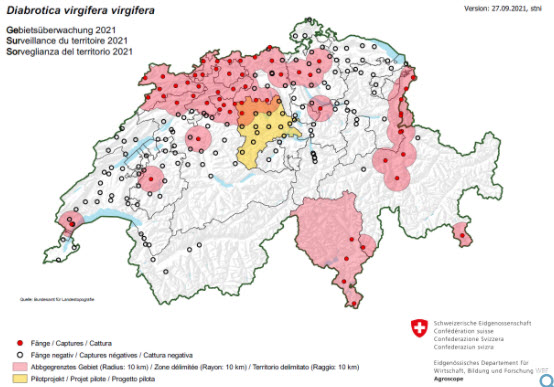 Maiswurzelbohrer Gebietsberwachung Schweiz 2021