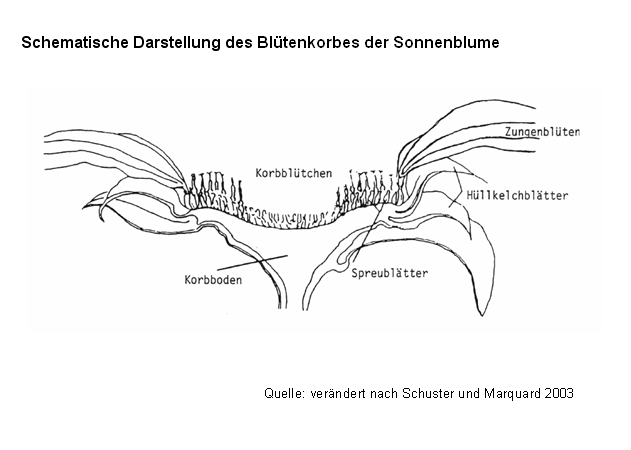 Schematische Darstellung des Bltenkorbes der Sonnenblume