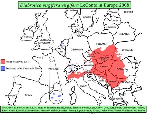 Verbreitung des Maiswurzelbohrers in Europa 2008