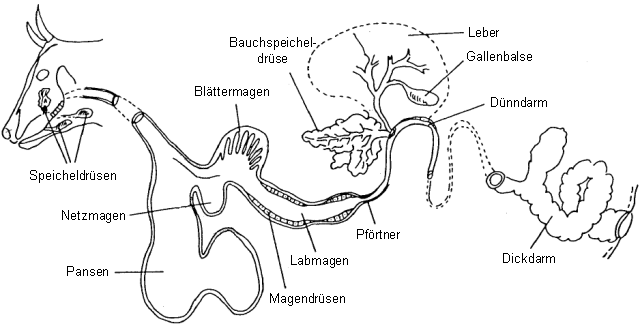 Verdauungssystem eines Rindes