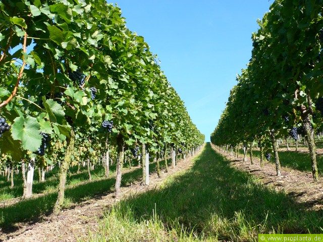 Weinanbau auf ebener Flche