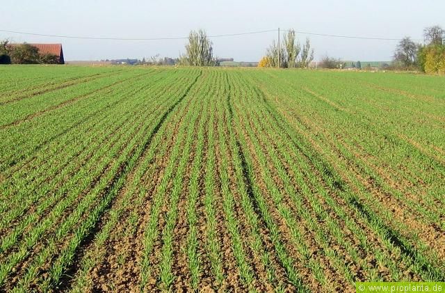 Weizenanbau: Ackerschlag mit optimalem Feldaufgang