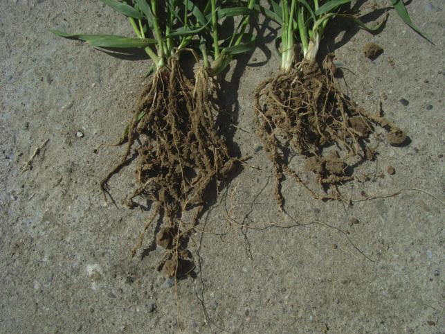 Weizenpflanzen am 5.4.2011. Links Wurzeln nach Behandlung der Vorkultur Silomais mit 200 kg/ha PRP SOL (April 2010) (Foto: PRP)