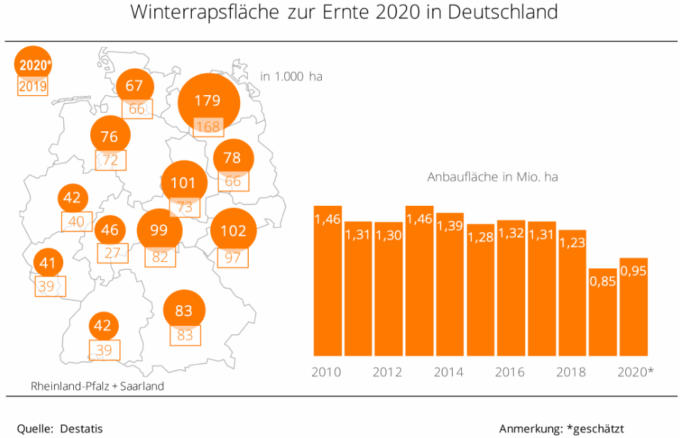 Winterrapsflche zur Ernte 2020 in Deutschland
