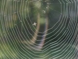 Spinnennetz (c) proplanta