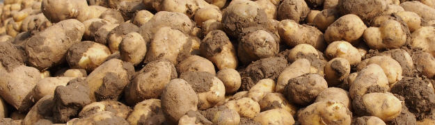 Kartoffel Allgemeines zur Kartoffel - Kulturpflanzen