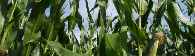 Mais Weitere Schadsymptome an Mais - Getreide