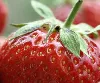 Frische Erdbeeren kaufen - Wochenmarkt Zweibrücken