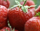Erdbeeren selber pflücken - Sornzig-Ablass