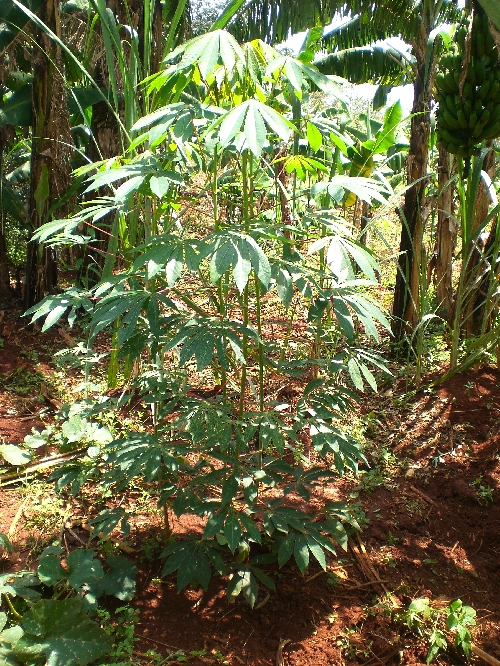 …Cassava oder auch
Maniok gedeiht auf sehr mageren Standsorten und wird als Wurzelknolle oder
Blattgemüse konsumiert mit vielen wichtigen Inhaltsstoffen…
