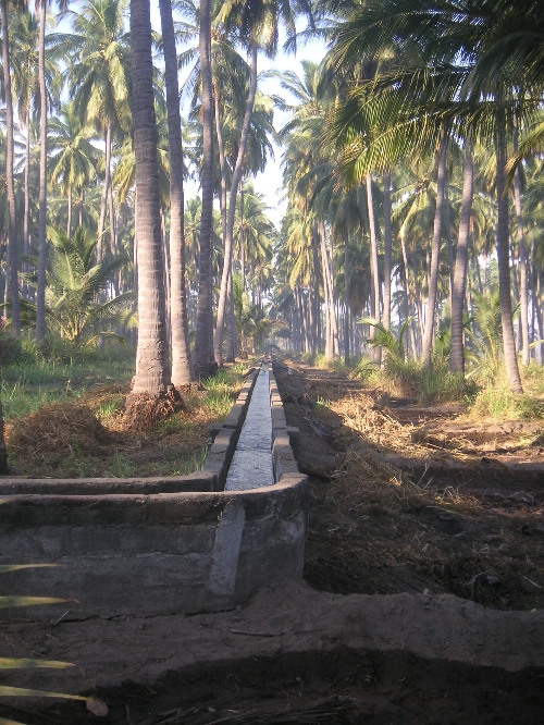 Bewässerung in der Kokosplantage