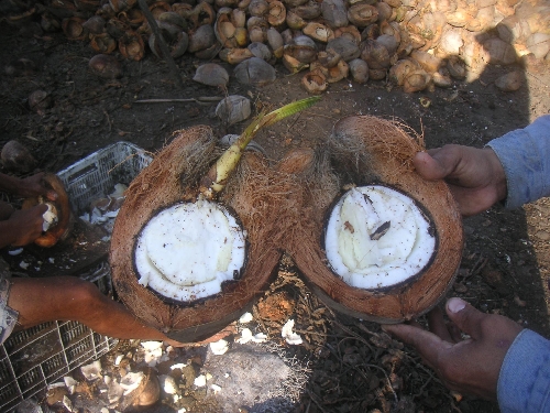 Blick in eine Kokosnuss