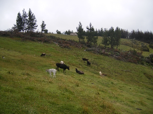 Rinderhaltung im Andenhochland