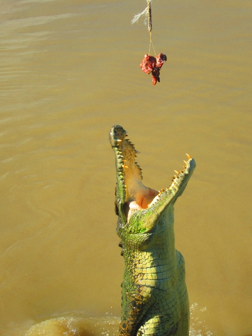 Crocodile Cruise in Darwin