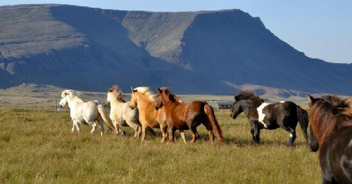 Das Islandpferd: ein kleines robustet Pony mit 3-5 Gängen. Neben Schritt, Trab und Galopp können diese Pferde auch noch Tölt und Pass.