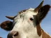 Bäuerin aus Zenting von Kuh getötet