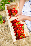 Erdbeeren selber pfl?cken - Hof Twelckmeyer