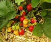 Erdbeeren selber pflücken beim Bauer Rau!