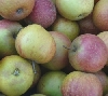 Ernteschätzung Äpfel und Birnen 2012 - Mecklenburg-Vorpommern