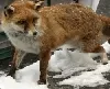 Fuchs in Mossautal plündert Obstkorb und legt sich in Küche schlafen