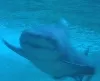 Hai-Angriffe Florida