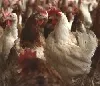 Hühnerfarm Brasilien