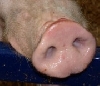 Letzter Handelstag EUREX Schweine/Ferkel Dezember 2012