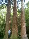 Mammutbäume (3 Schwestern) - Naturpark Schönbuch