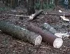 Mann bei Fällarbeiten in Kemberg von Baum erschlagen
