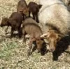 Polizei im Jerichower Land fängt Schaf nach Verfolgungsjagd