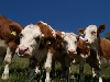 Rinderherde von Weide in Aarbergen ausgebüxt