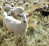 Schmallenberg-Virus bei Schafen - Großbritannien