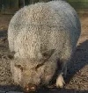 Schwein Konstanz
