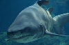Tigerhai Attacke 2013