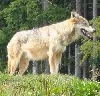 Vom Abschuss bedrohter Wolf in Tschechien von Auto überfahren