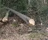 Waldarbeiter bei Dietersdorf von Baum erschlagen