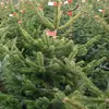 Weihnachtsbäume selber schlagen - Geringswalde
