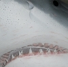 Weißer Hai Brindisi