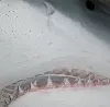 Weißer Hai Fiumicino