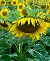 Sonnenblumen Statistik Frankreich