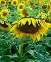 Sonnenblumen Statistik Ungarn