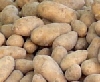 Gentechnisch veränderte Kartoffeln 2010 - Limburgerhof