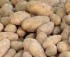 Gentechnisch veränderte Kartoffeln 2010 - Gatersleben