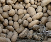 Gentechnisch veränderte Kartoffeln 2010 - Ausleben