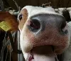 Schmallenberg-Virus bei Rindern 2012 - Niederlande