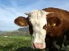 Schmallenberg-Virus bei Rindern 2012 - Frankreich