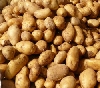 Gentechnisch veränderte Kartoffeln 2012 - Baalberge